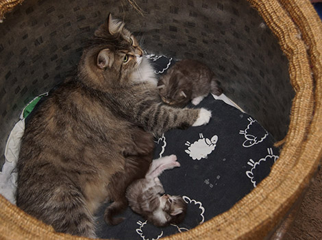 Z2-Kitten mit Mama Smilla
